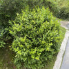 Fragrant Valley Sarcococca Shrub