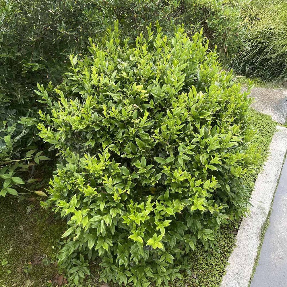 Fragrant Valley Sarcococca Shrub