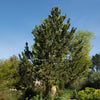 Satellite Bosnian Pine Tree