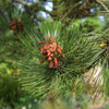 Satellite Bosnian Pine Tree