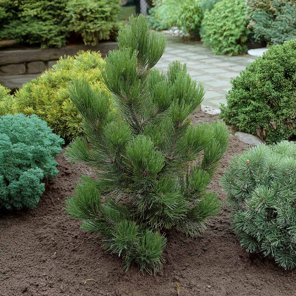 Satellite Bosnian Pine Tree
