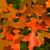 Scarlet Letter™ Oak Tree