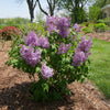 Proven Winners® Scentara® Double Blue Lilac