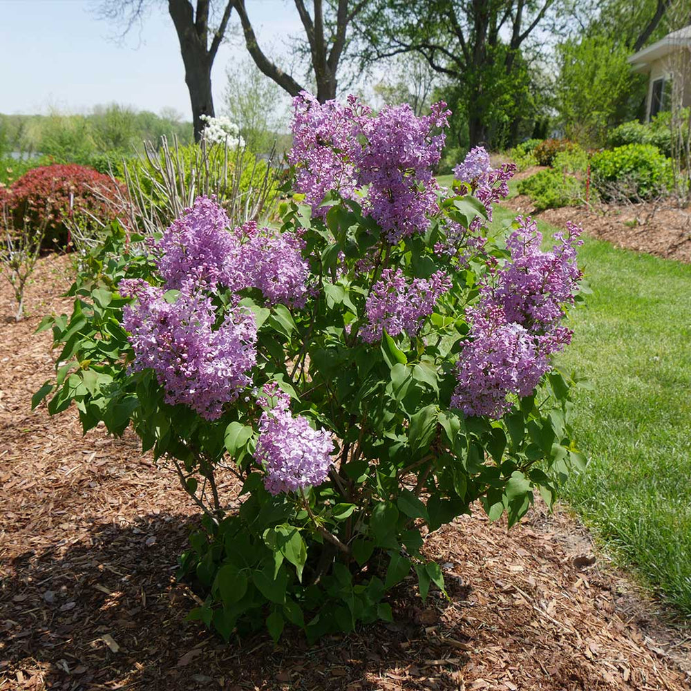 Proven Winners® Scentara® Double Blue Lilac