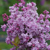 Proven Winners® Scentara® Double Blue Lilac