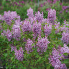 Proven Winners® Scentara® Double Blue Lilac