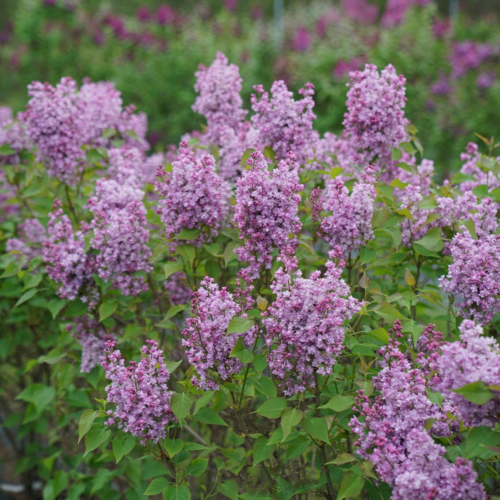 Proven Winners® Scentara® Double Blue Lilac