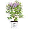 Proven Winners® Scentara® Double Blue Lilac