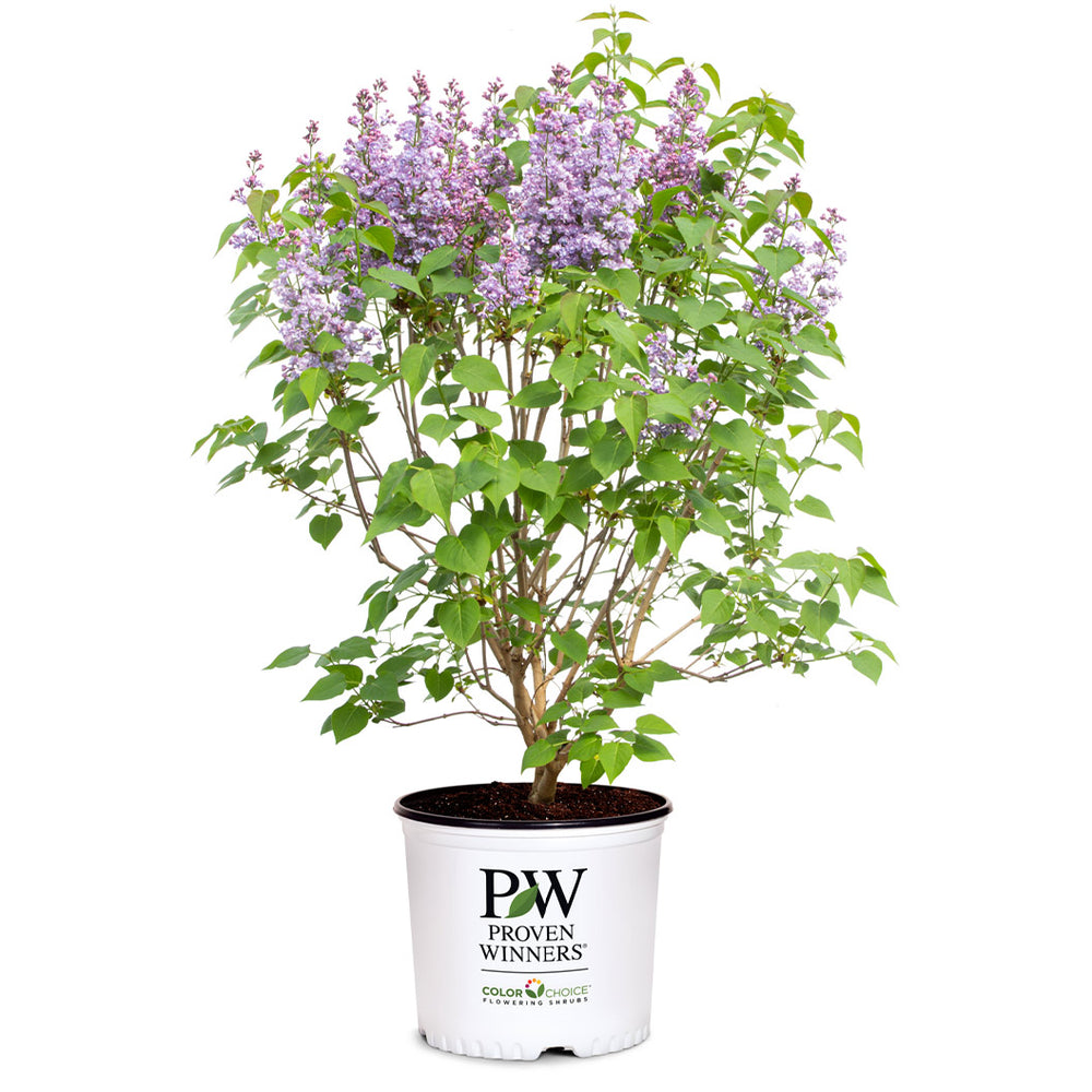 Proven Winners® Scentara® Double Blue Lilac