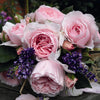 Scentuous® Rose Shrub