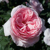 Scentuous® Rose Shrub