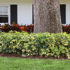 Variegated Dwarf Umbrella Tree