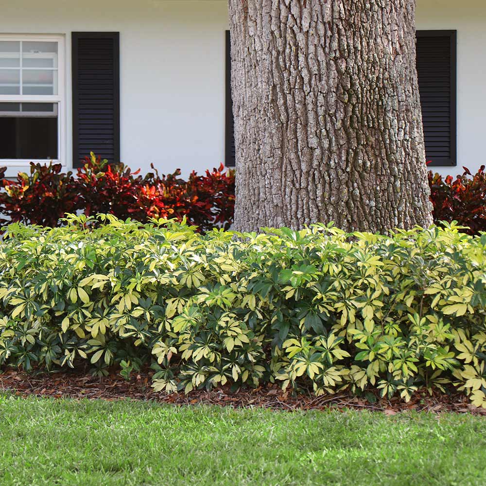 Variegated Dwarf Umbrella Tree