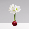 Gardenuity® Cranberry Wax-Dipped Amaryllis Bulb