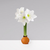 Gardenuity® Orange Wax-Dipped Amaryllis Bulb
