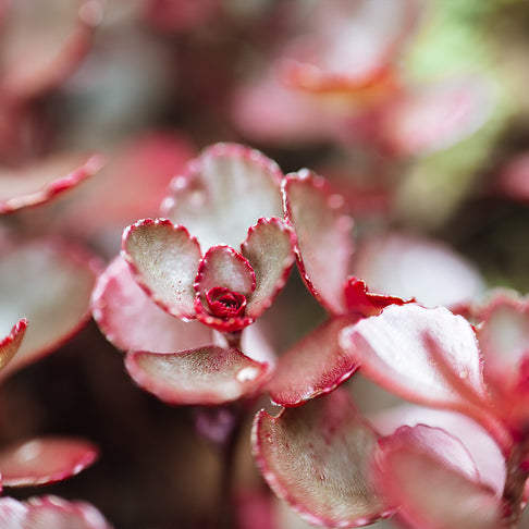 Dragon's Blood Sedum Plant
