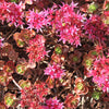 Dragon's Blood Sedum Plant