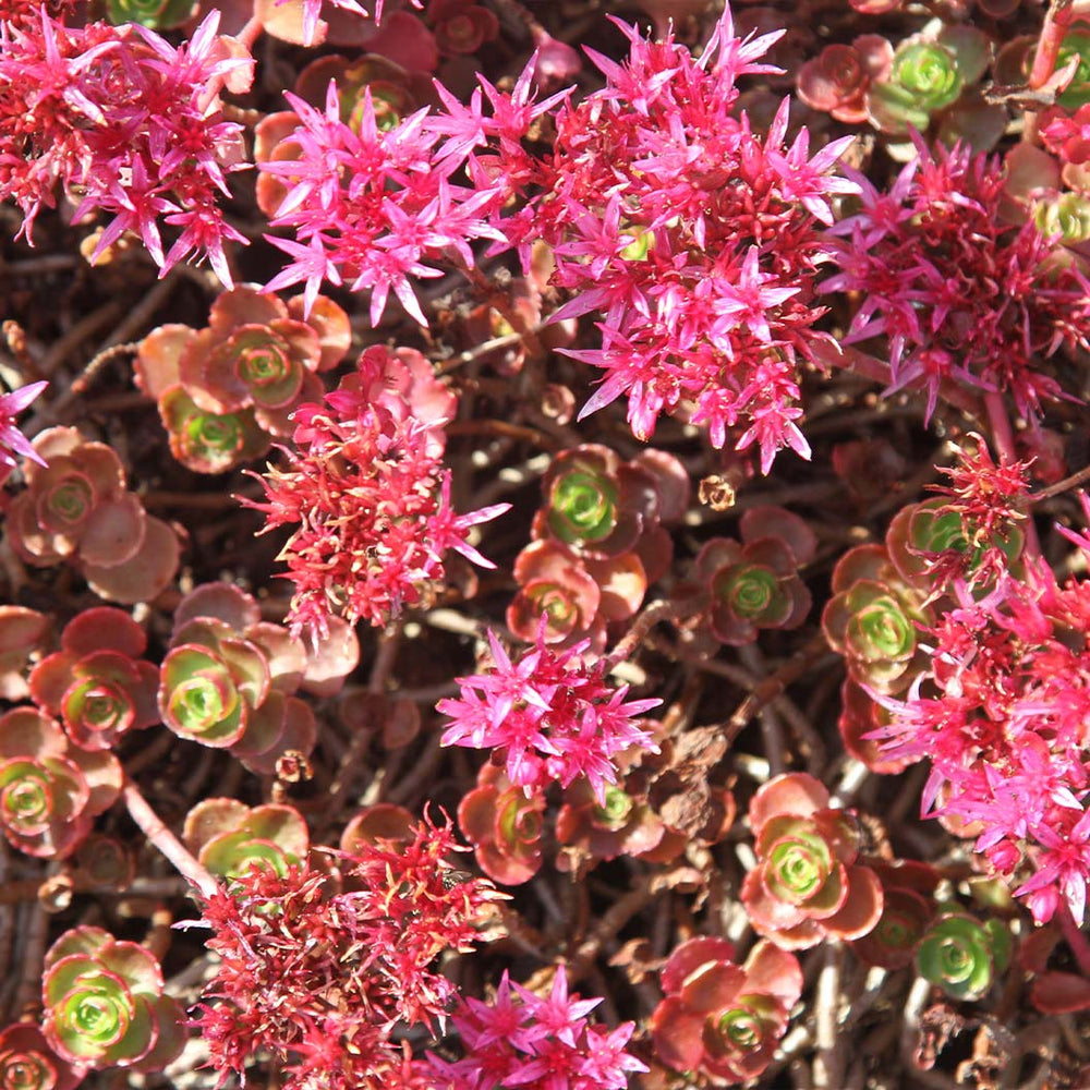 Dragon's Blood Sedum Plant