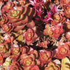 Dragon's Blood Sedum Plant