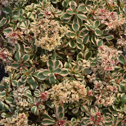 What a Doozie Sedum Plant