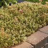 What a Doozie Sedum Plant