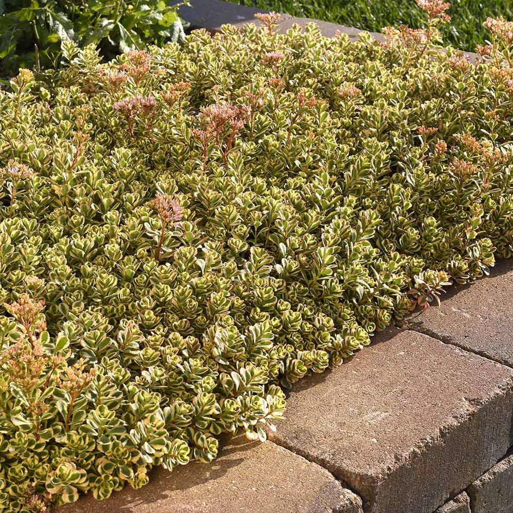 What a Doozie Sedum Plant