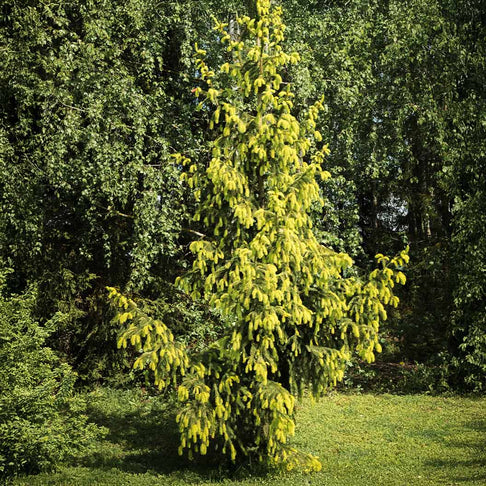Serbian Spruce Tree