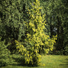 Serbian Spruce Tree