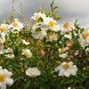 Setsugekka Camellia