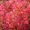 Proven Winners® Temple of Bloom® Seven-Son