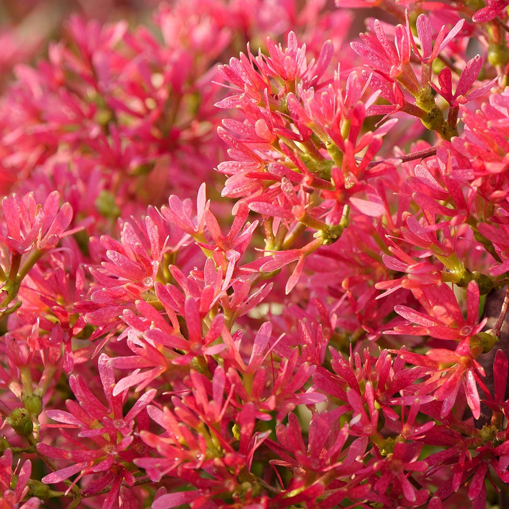 Proven Winners® Temple of Bloom® Seven-Son