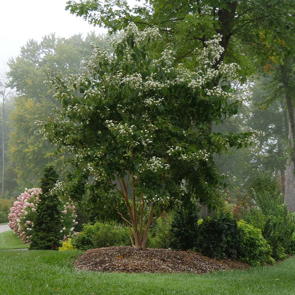 Proven Winners® Temple of Bloom® Seven-Son