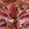 Proven Winners® Sgt. Pepper™ Dogwood Bush