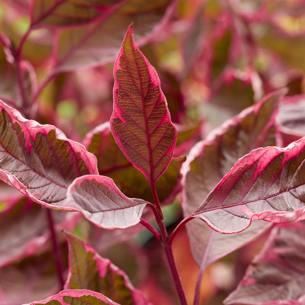Proven Winners® Sgt. Pepper™ Dogwood Bush