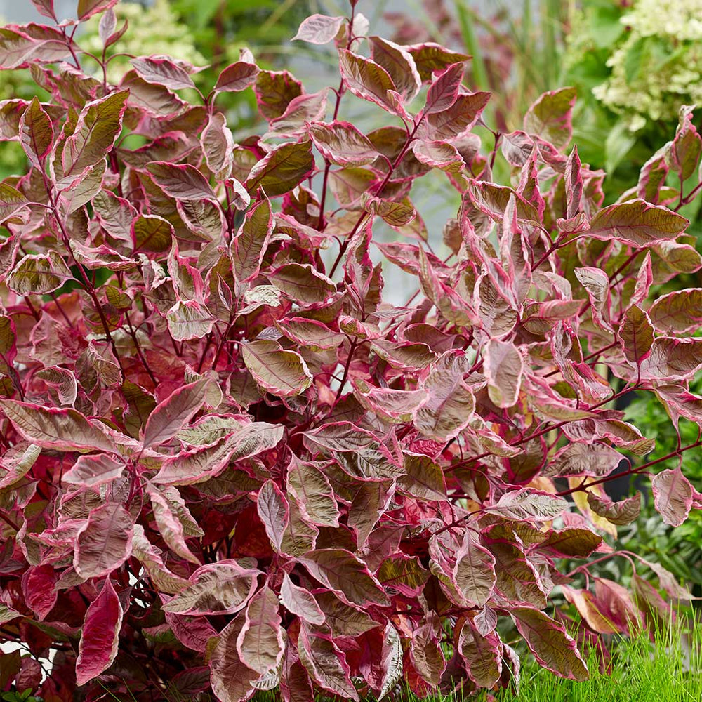 Proven Winners® Sgt. Pepper™ Dogwood Bush