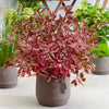 Proven Winners® Sgt. Pepper™ Dogwood Bush