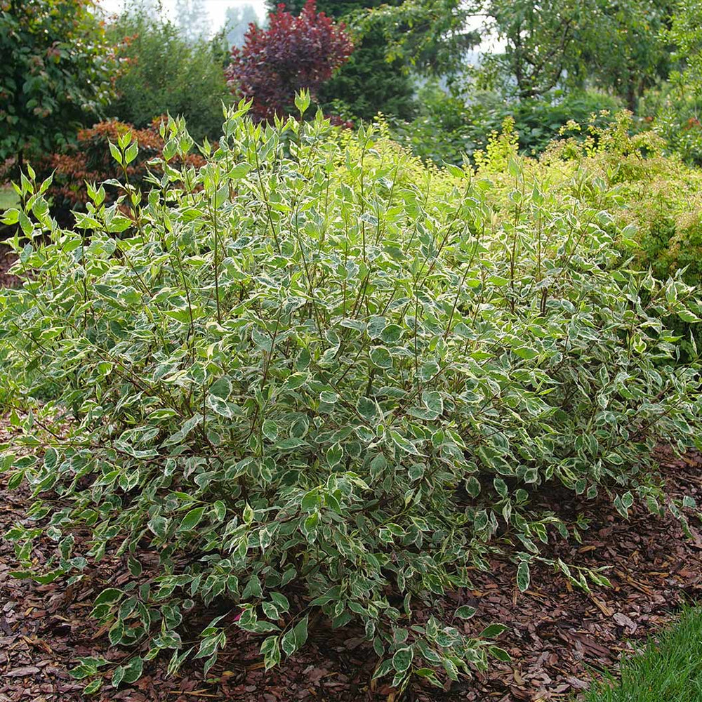 Proven Winners® Sgt. Pepper™ Dogwood Bush