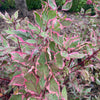 Proven Winners® Sgt. Pepper™ Dogwood Bush