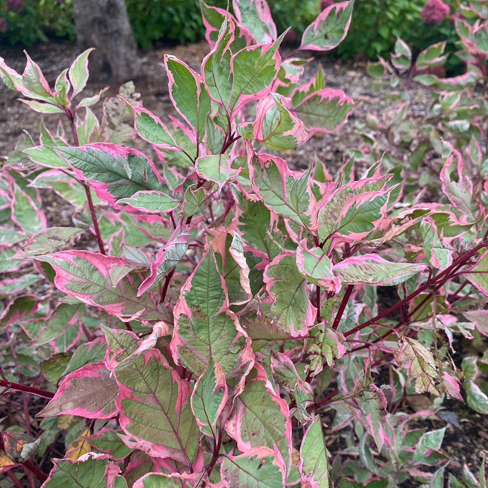 Proven Winners® Sgt. Pepper™ Dogwood Bush