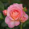 Shania Twain Rose Bush