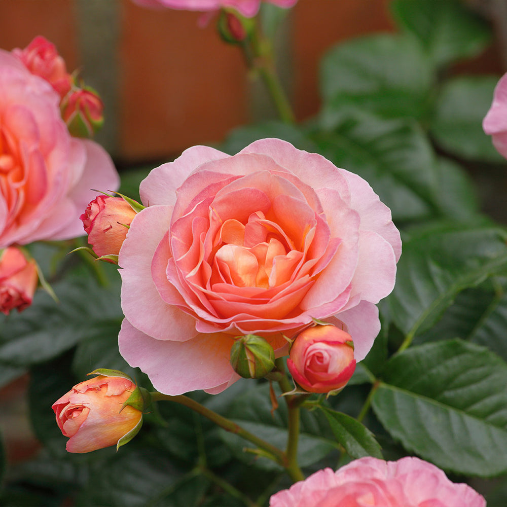 Shania Twain Rose Bush