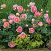 Shania Twain Rose Bush