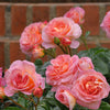 Shania Twain Rose Bush