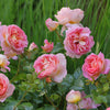 Shania Twain Rose Bush