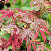 Shirazz Japanese Maple Tree