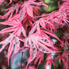 Shirazz Japanese Maple Tree