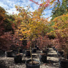 Shirazz Japanese Maple Tree