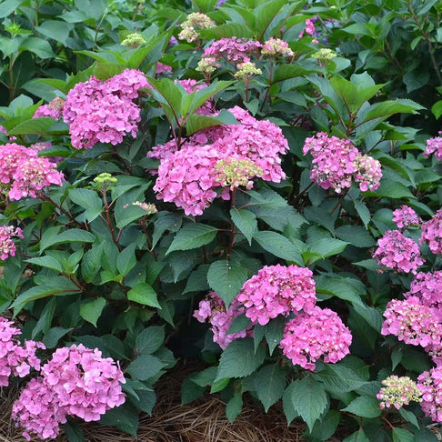 Garden District Show Stopper™ Hydrangea Bush