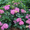 Garden District Show Stopper™ Hydrangea Bush