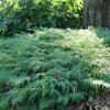 Proven Winners® Celtic Pride® Siberian Cypress Shrub